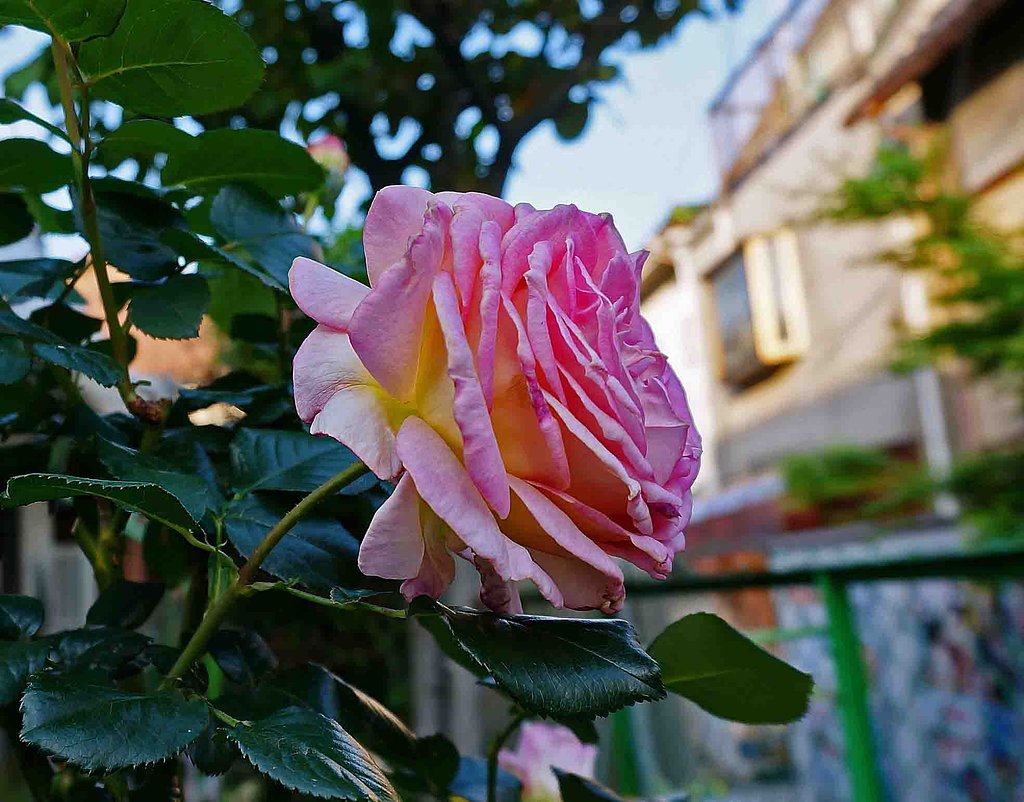 　「　薔薇　」