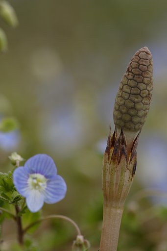 里の春
