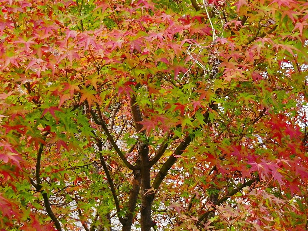 紅葉