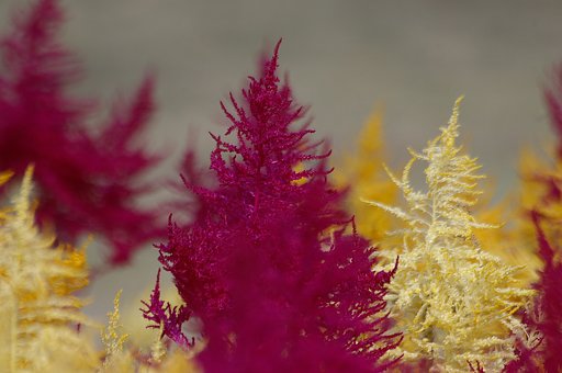 霧の花園＃２