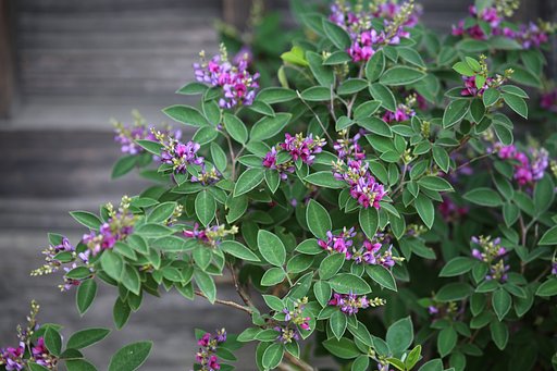 初夏なのに萩の花？