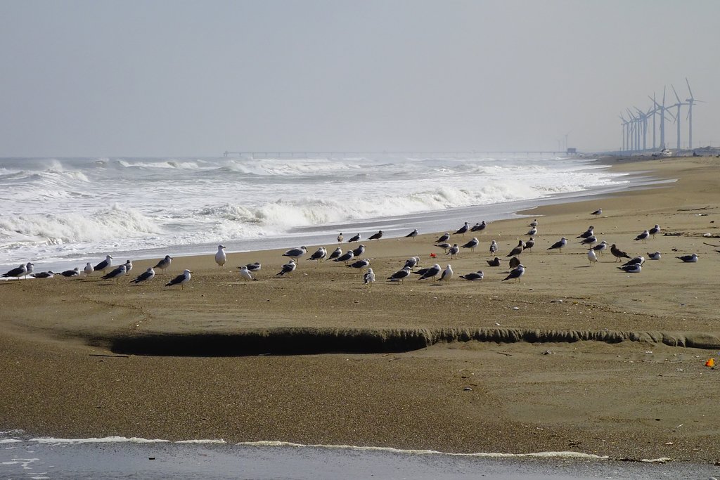 海鳥たちの日向ぼっこ