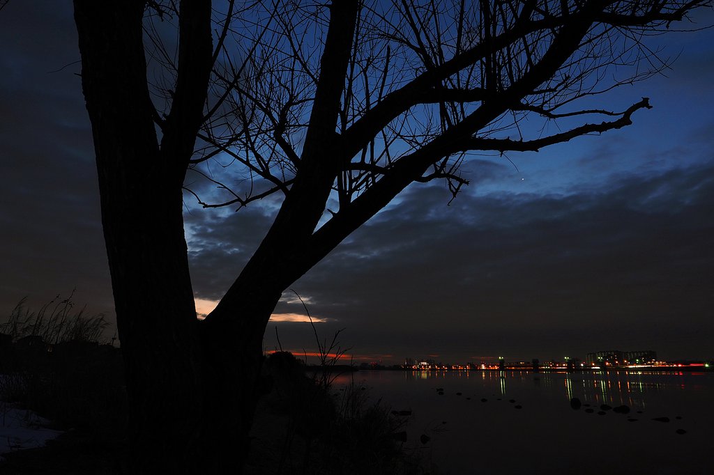 夜明けの樹