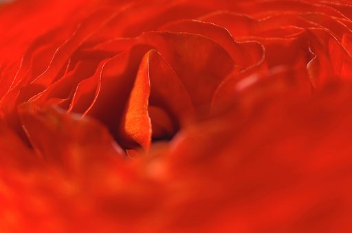 真紅の渦