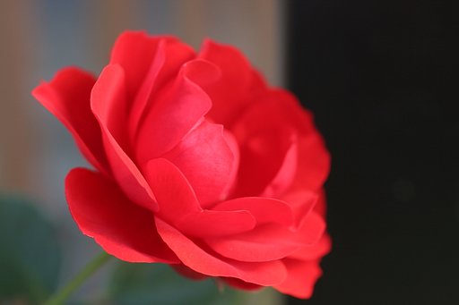 赤いバラ