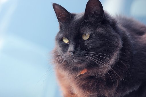 ボンネットの上の猫