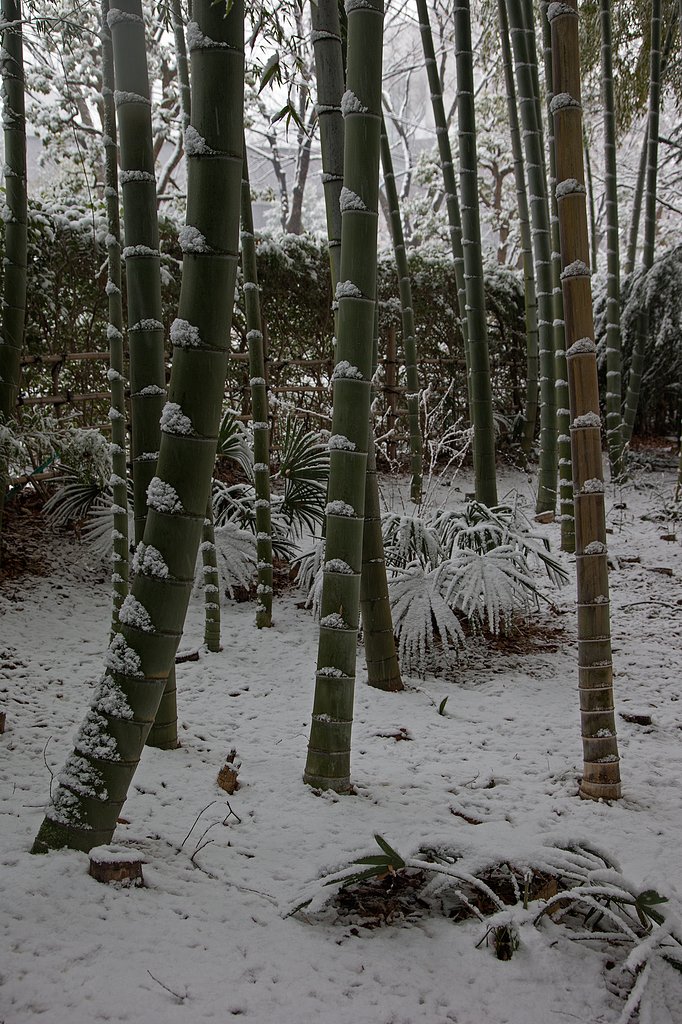 雪の竹林