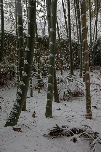 雪の竹林