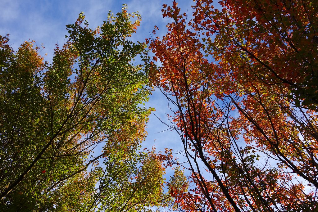 トウカエデの紅葉　−１
