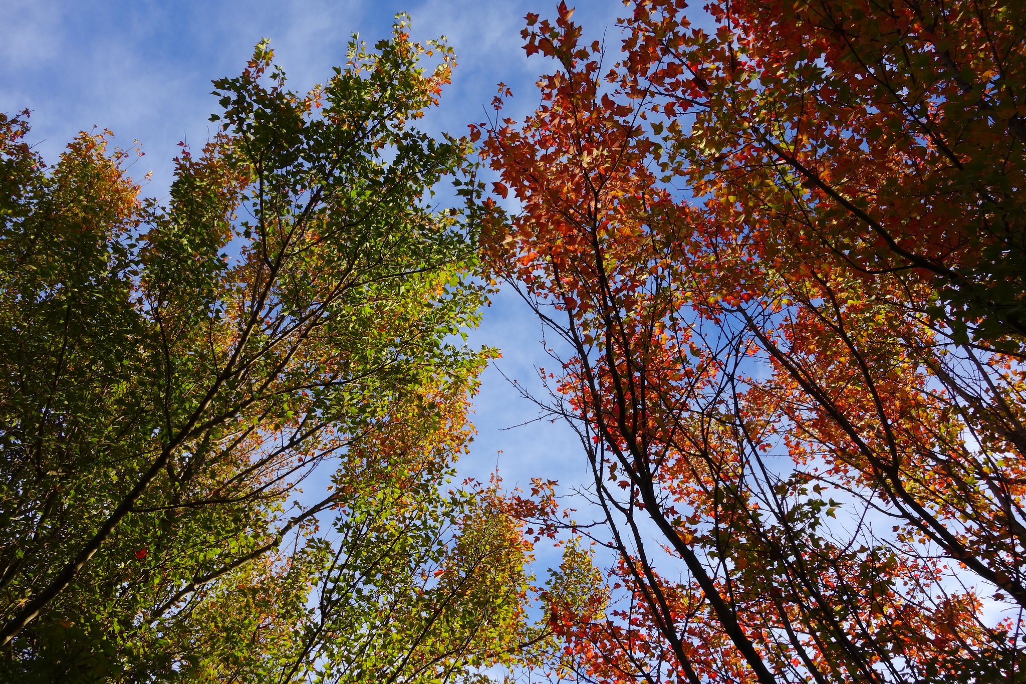 トウカエデの紅葉　−１