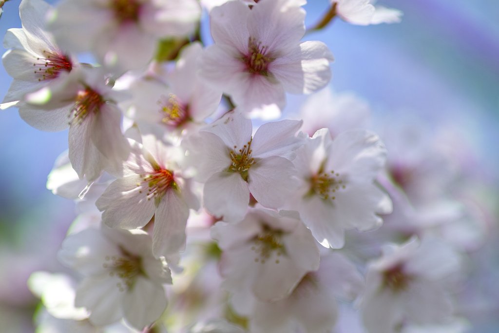 桜