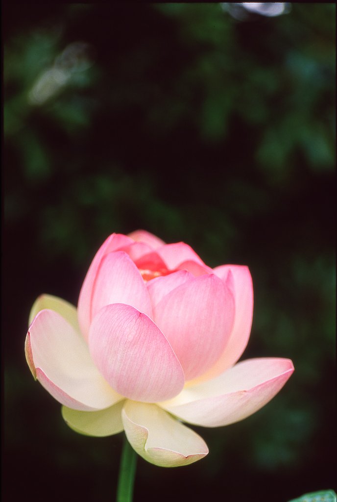 投稿写真はデジタルに限りますか？