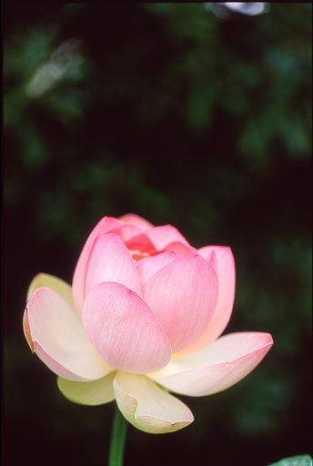 投稿写真はデジタルに限りますか？