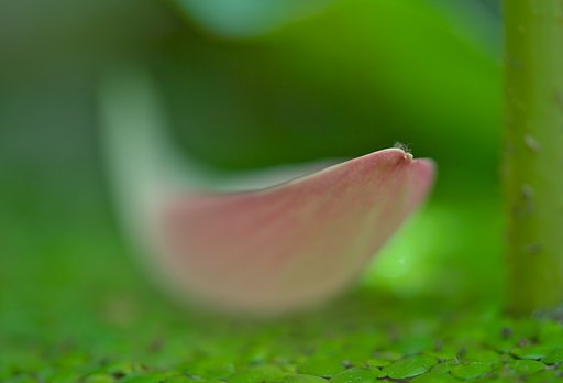 蓮華に乗って