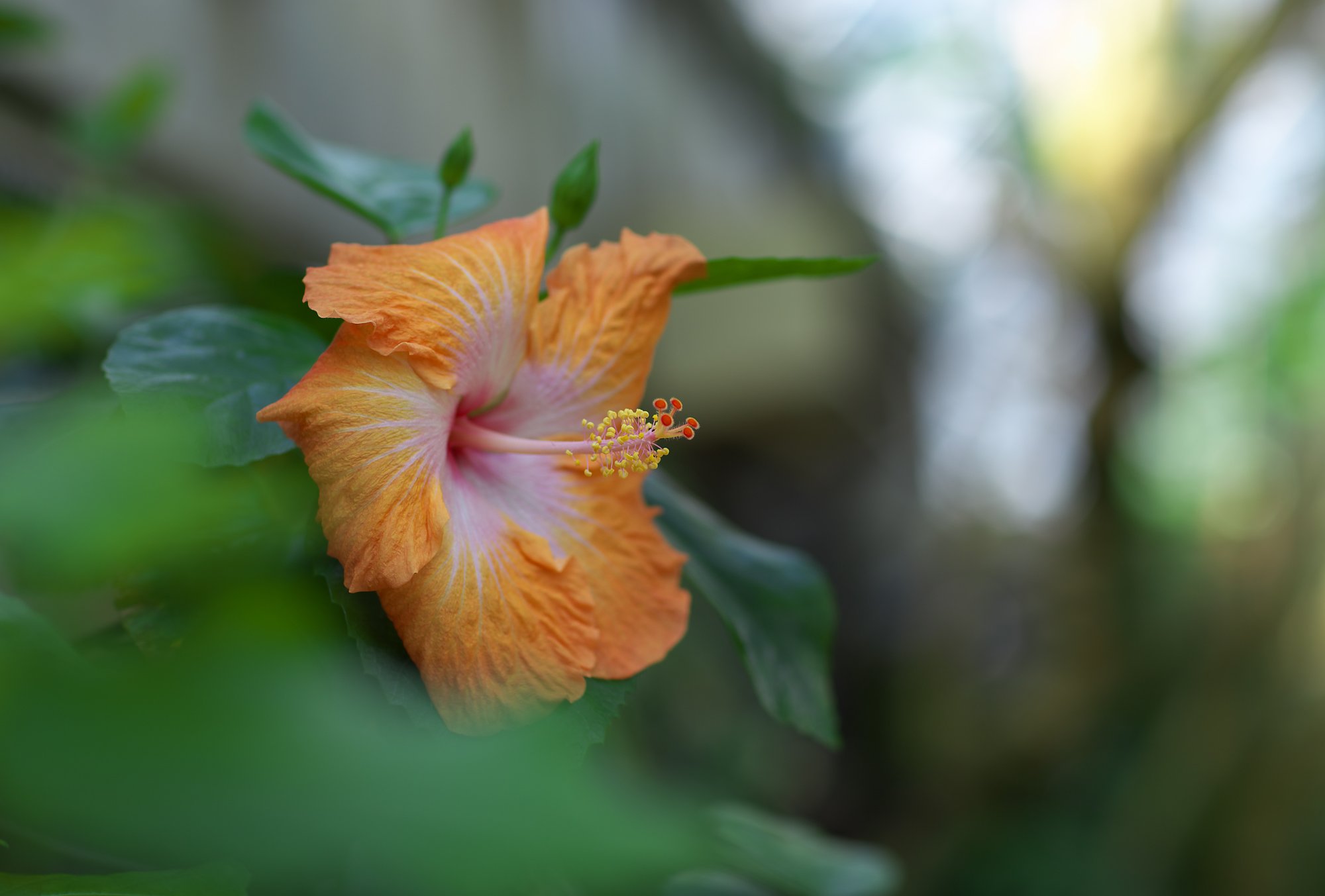 植物園にて