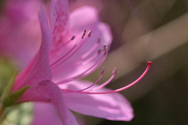 【春】ヒラドツツジ