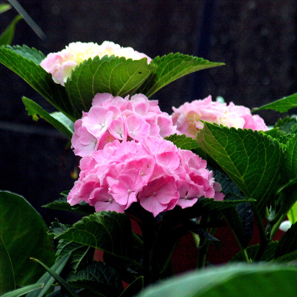 紫陽花