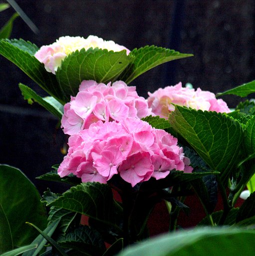 紫陽花
