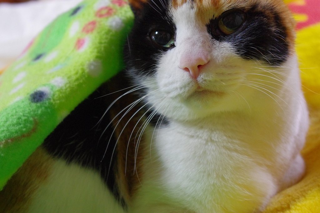 ねこ