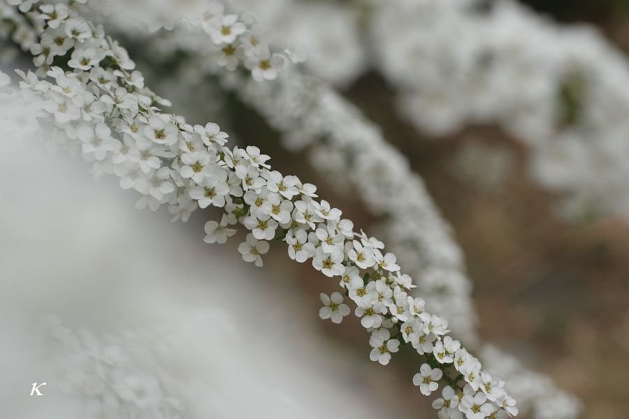 雪のように白く・・・