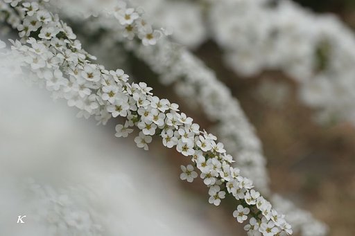 雪のように白く・・・