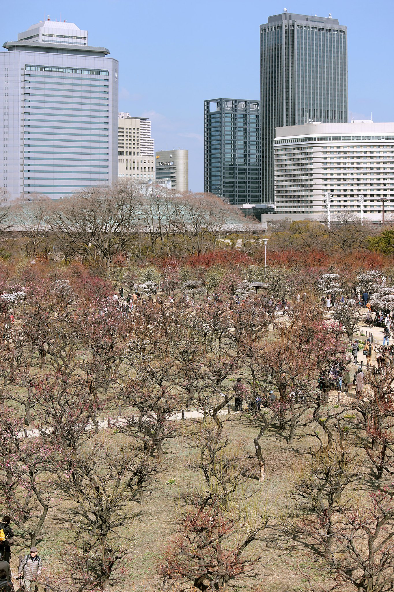 大阪城の梅林