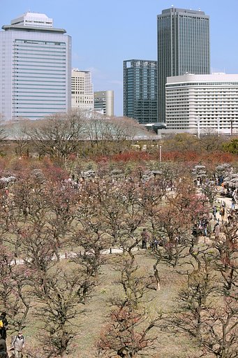 大阪城の梅林