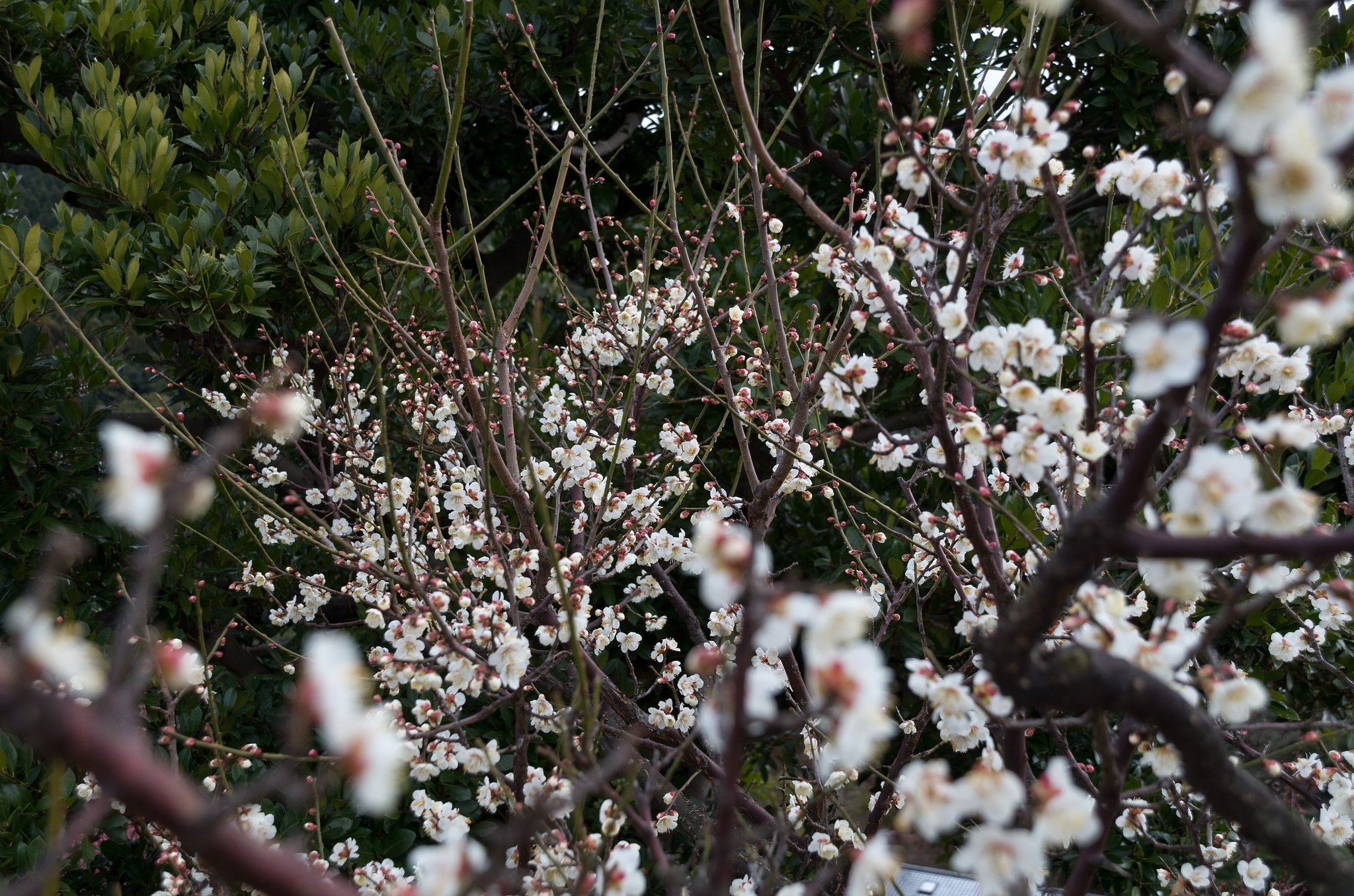 花粉