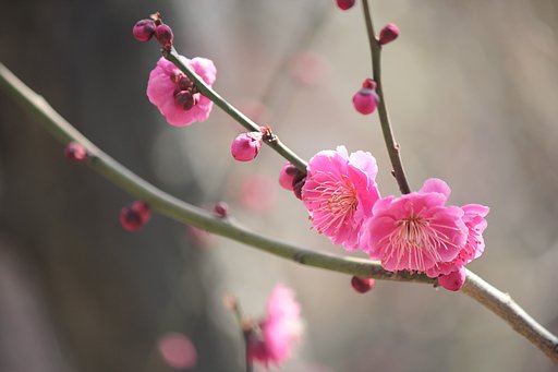 大阪城梅林の紅梅