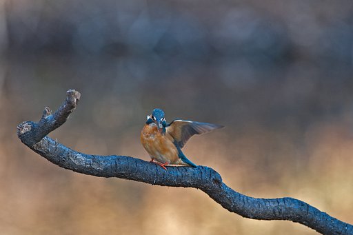 挙・カワセミ