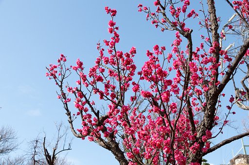 紅梅