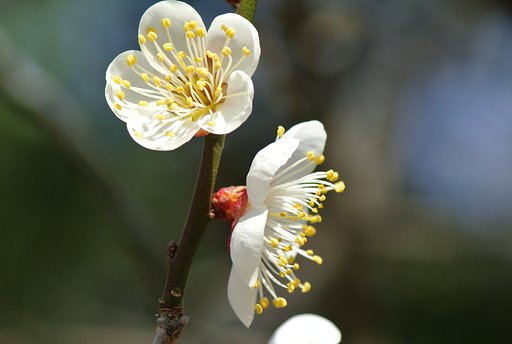梅満開