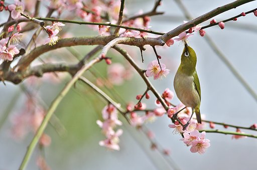 背伸び