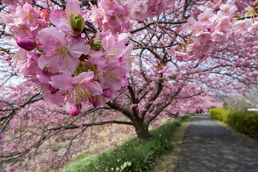 みなみの桜