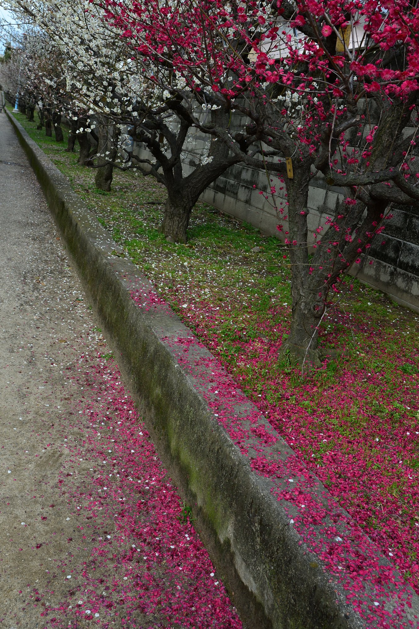 【春の予感】 