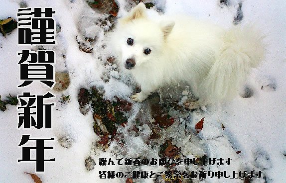 新年おめでとう^^