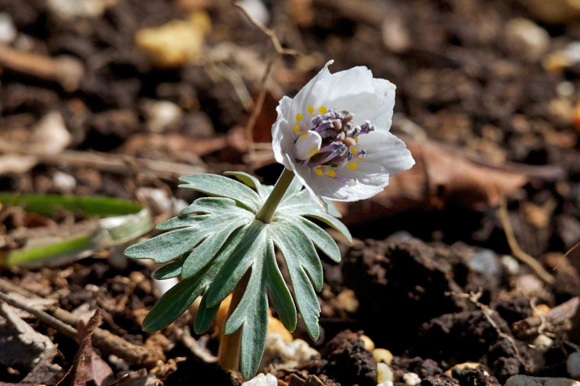 雪割草