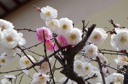 源平咲き