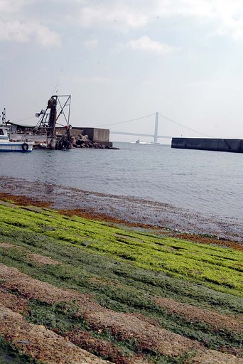 海辺の春