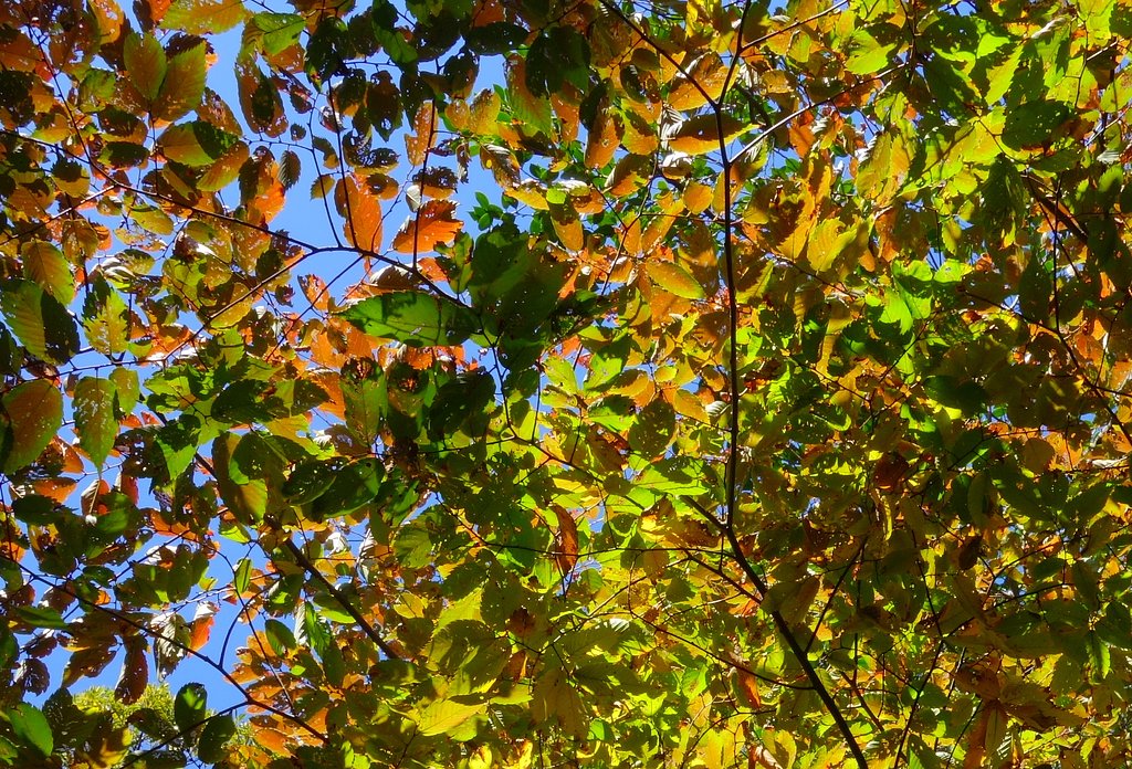 広葉樹の紅葉