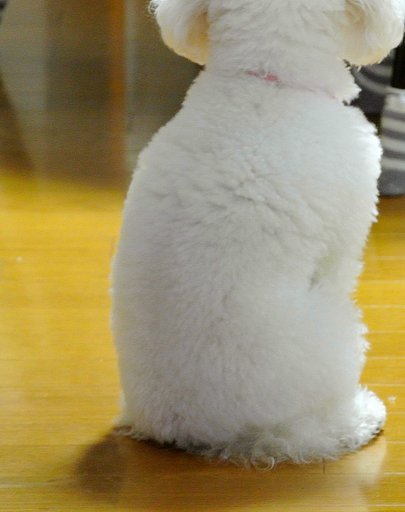 犬