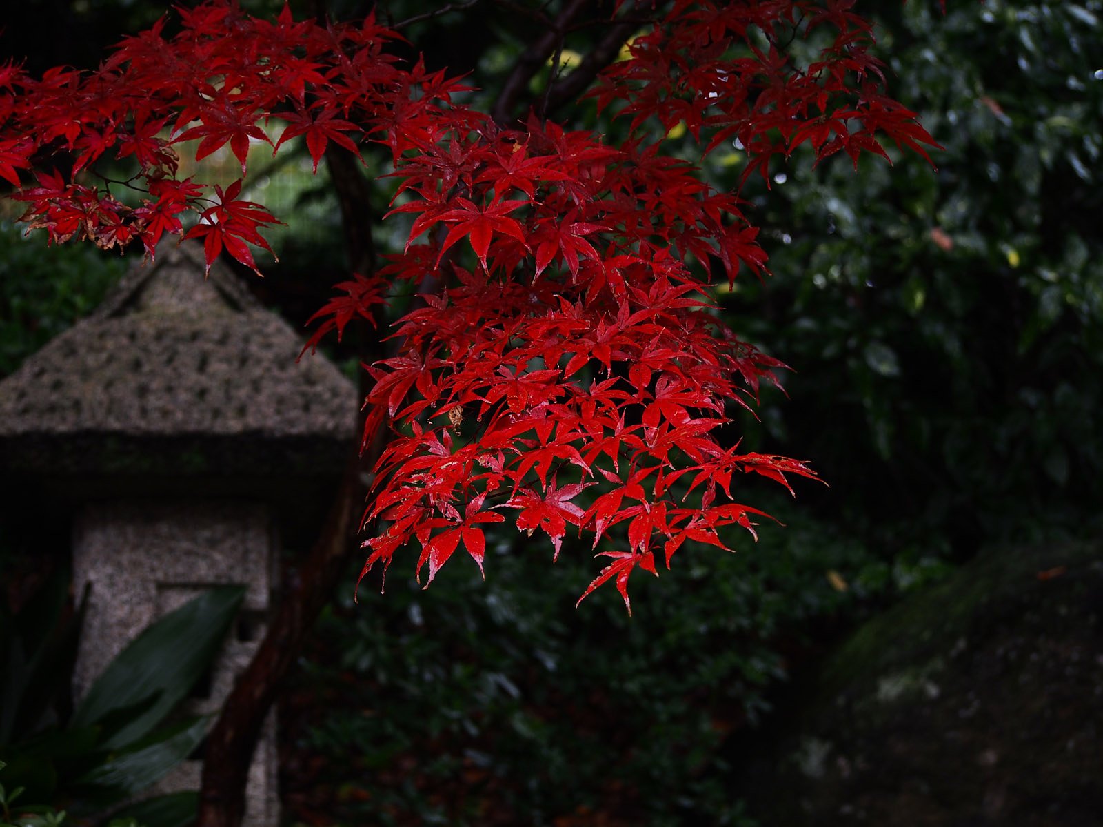 小さな紅葉