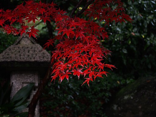 小さな紅葉