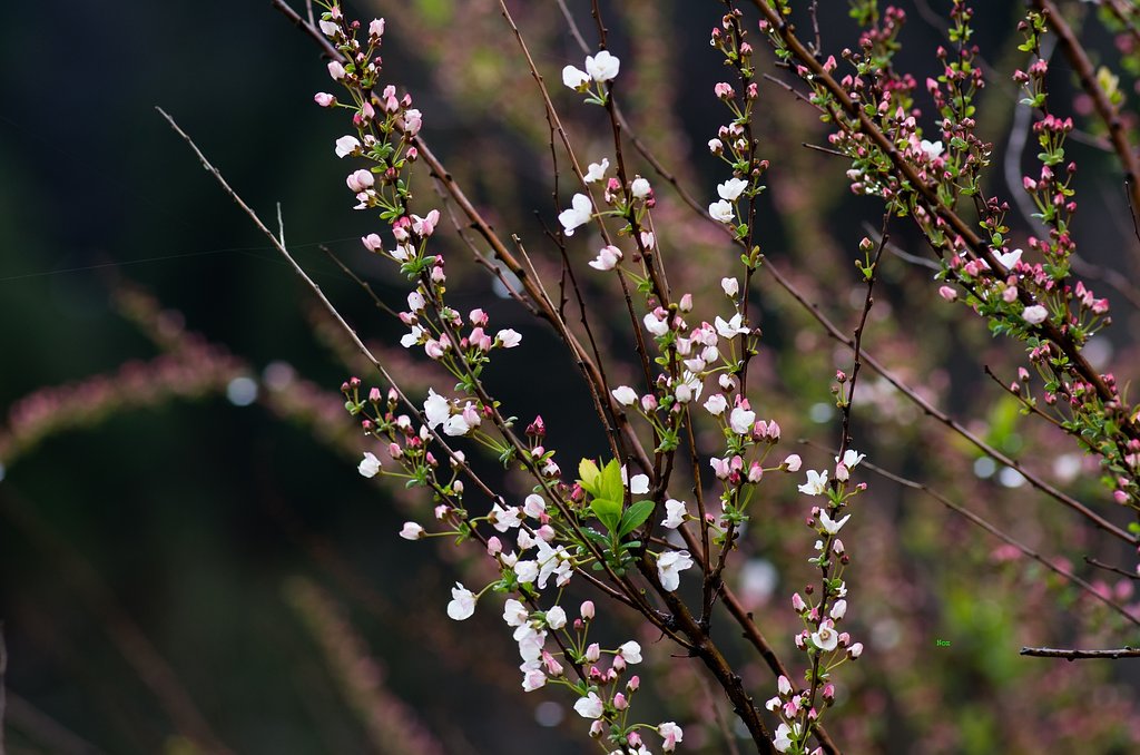 ピンクのユキヤナギが開花。
