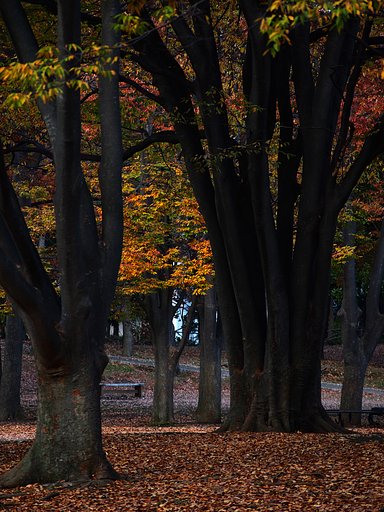 公園の秋