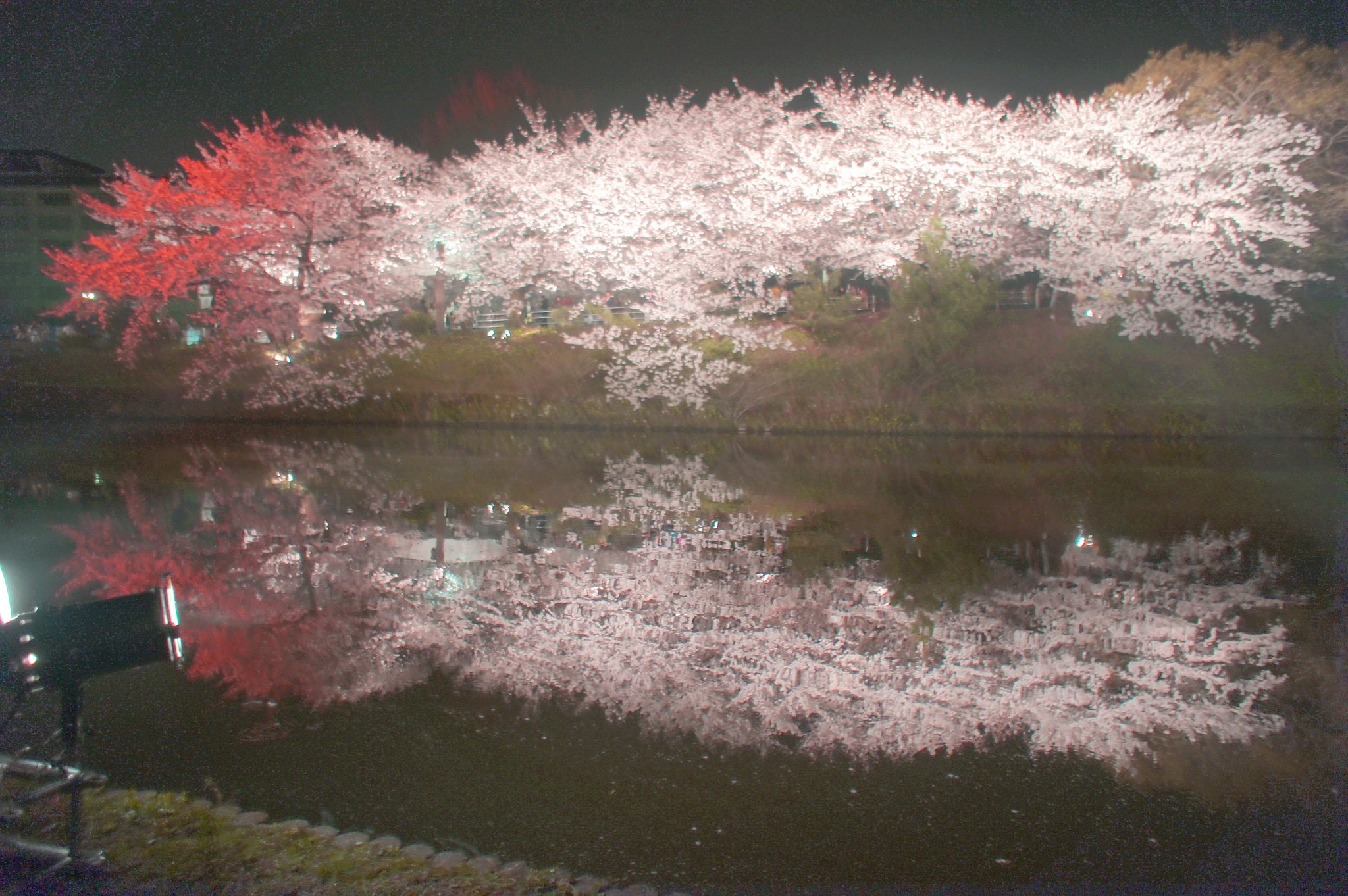 夜桜　ライトアップ