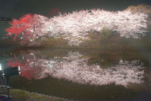 夜桜　ライトアップ