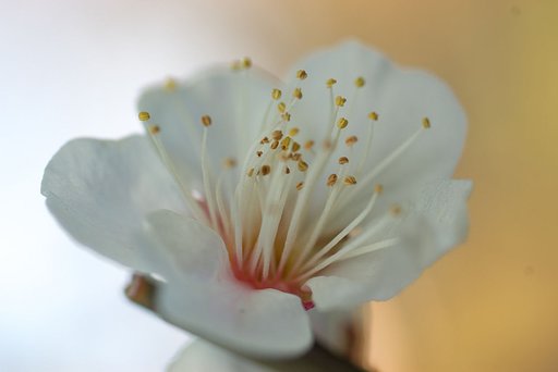 【春】の目覚め