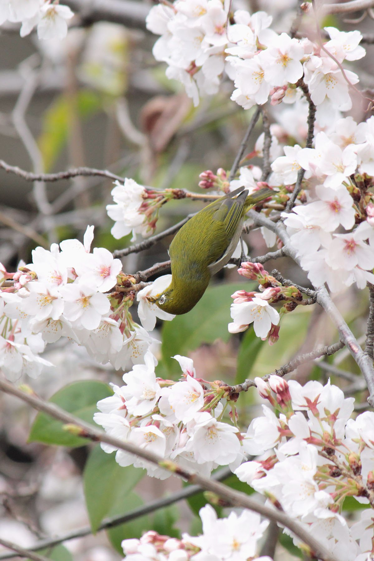 楽しい食事桜花