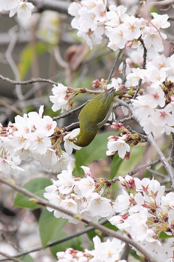 楽しい食事桜花